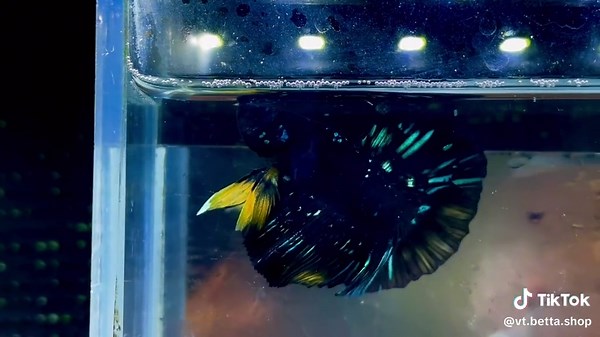 BLACK BLUE YELLOW HM🇻🇳#CapCut #cabetta #bettablackbluegalaxy #blacknebula #xuhuong #bettablackcoppergold #vtđbetta #xuhuong