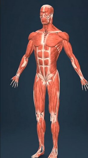 Medically accurate 3d model of the human muscles#doctor1