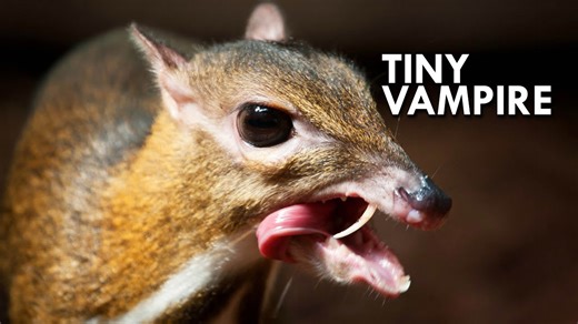 Chevrotain: The Tiny Ungulate That Defies Nature