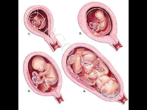 Comprendre SVT: La Reproduction chez L'Homme : Partie1
