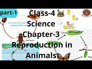 Class-4 Science Chapter-3 Reproduction in Animals part-1