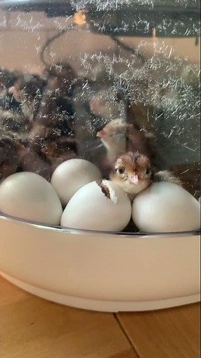 Hatching Baby Bobwhite Quail Eggs