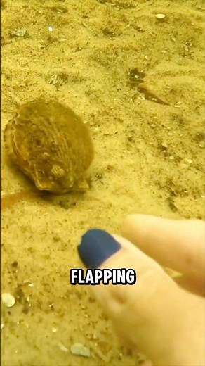 The Unique Swim of Scallops: Nature's Underwater Flyers😍