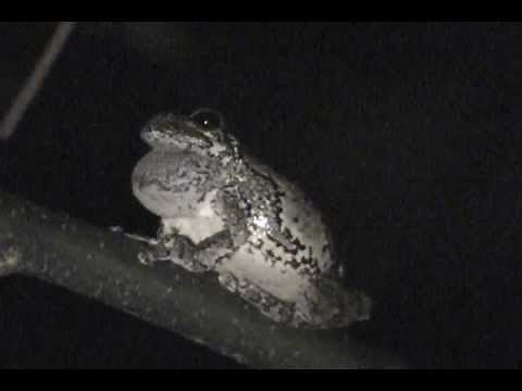 Gray Tree Frog mating call