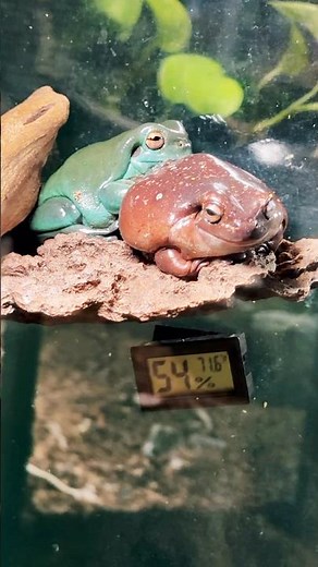 White’s Tree Frog 🐸