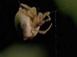 The dance of bolas spider with its prey