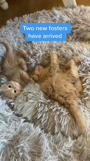 Adorable Ginger Kitten Twins - New Arrivals!