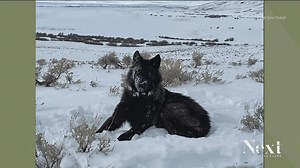 When wolves are reintroduced to Colorado, they'll likely come from these states