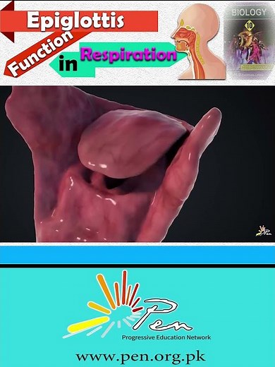 Epiglottis Function in Respiration I How respiration Works in Human I #biology I#respiration