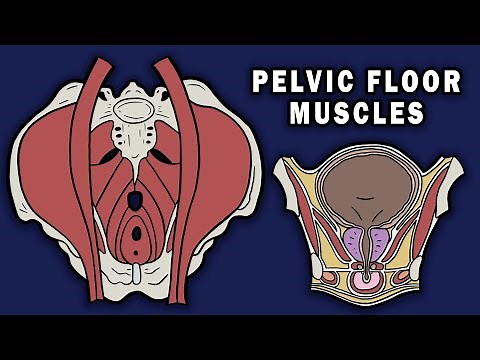 PELVIC FLOOR MUSCLES