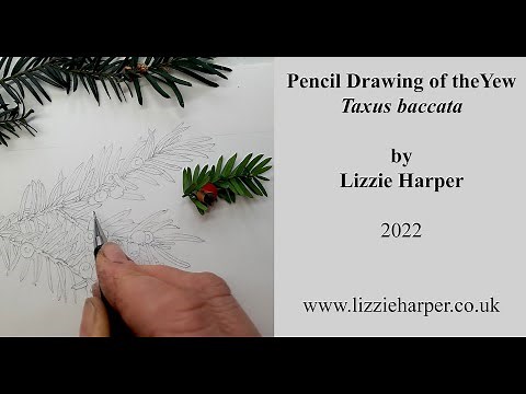 Pencil drawing of Yew