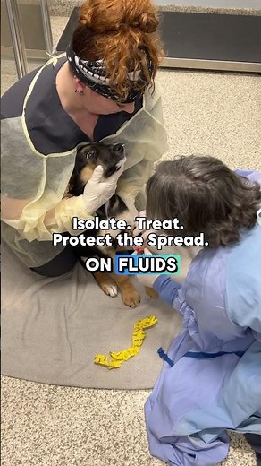 Puppy Parvo Scare: Deadly Disease, Urgent Treatment