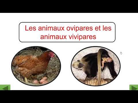 La reproduction chez les animaux : Ovipares et vivipares