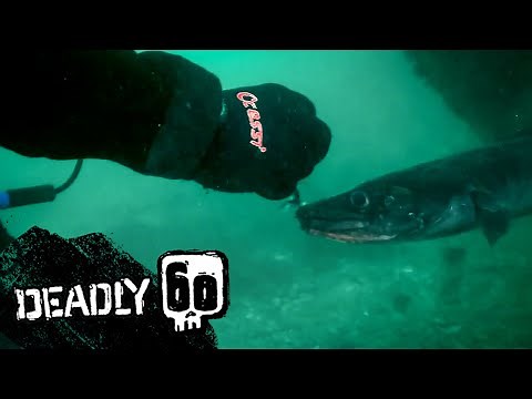 Steve Meets the Feared Conger Eel | Deadly 60 | BBC Earth Kids