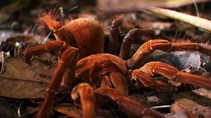 World's Biggest Spider Explained