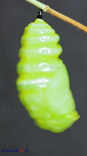 Mesmerizing Transformation: Butterfly Emerging From Chrysalis In Stunning Time-lapse! #birds #moon