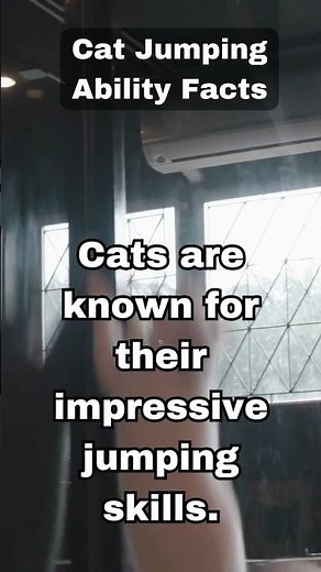 Cat Jumping Abilities: A Quick Look at Their Incredible Leaps 🐾 #quickfacts