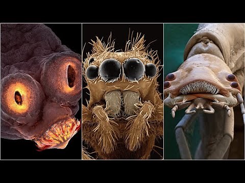 Amazing Electron Microscope Images