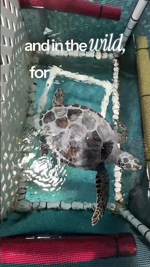 Shedding Scutes: The Changing Shell of a Sea Turtle explained by Alyssa Fessett (Florida Aquarium)