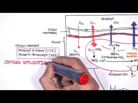 Respiration Gas Exchange