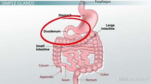 Tubular, Alveolar & Acinar Glands | Overview & Function