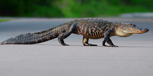 How Fast Can An Alligator Run On Land? Can You Beat Them?