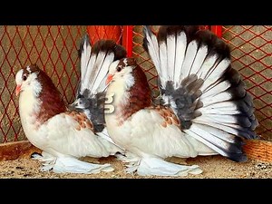 Fantail Pigeon & Best Breeding beautiful fancy pigeons | fancy pigeon loft & fancy pigeon farm