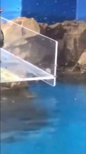 PENGUIN SLIPS and takes a HILARIOUS DIVE, crowd can't stop LAUGHING