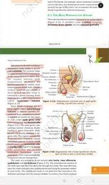 Human Reproduction part 1 | Chapter 2 biology class 12 | #trending #shorts