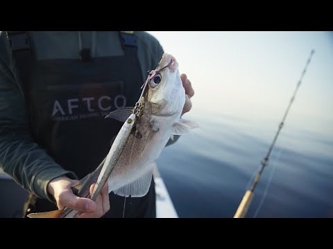 Spring Haddock Fishing | Jeffreys Ledge