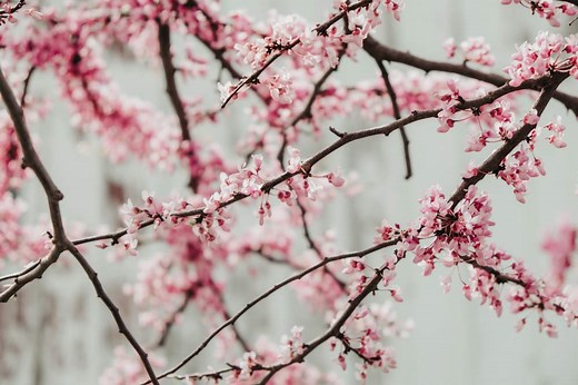 How to Prune a Redbud Tree – 6 Step by Step Guides