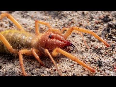 How big do camel spiders get? Why are they called camel spiders? Where do camel spiders live?