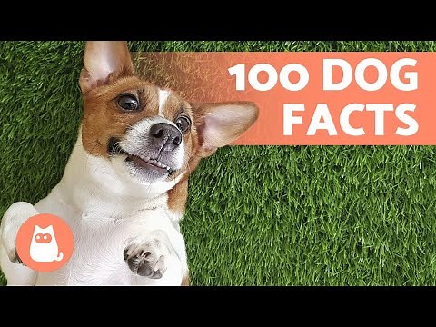 100 FACTS About DOGS That Will Surprise You 🐶🐾 Discover them!