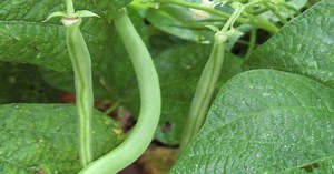 Green Beans: How to Grow It