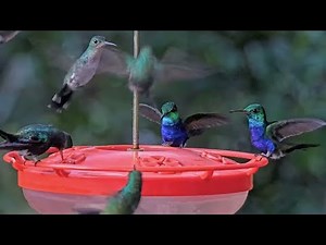 Violet-bellied Hummingbirds Show Off Their Shine At Panama Hummingbird Feeder | Dec. 2, 2025