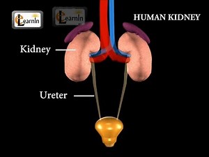 Kidney - Excretory System - Biology
