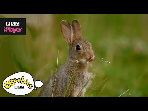 CBeebies: Summer Animals With Down On The Farm
