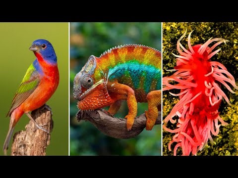 15 Animals with Color Patterns So Unique They Look Painted