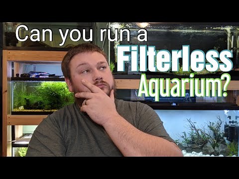Filterless Aquarium - Is it Possible?