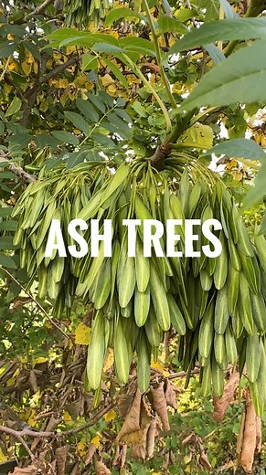 761 reactions · 59 shares | #Ash trees, a marvellous and very...