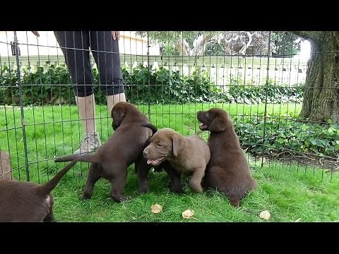 Chocolate Labrador Puppies 7 weeks