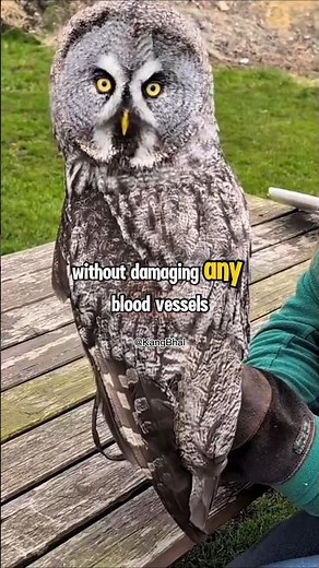 7 Mysterious Facts About Owls You Never Knew #uniquefacts #shorts