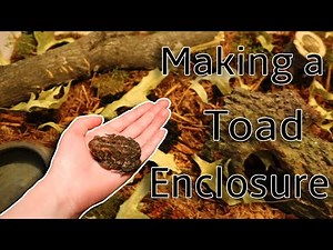 How to Create a Habitat for a Toad
