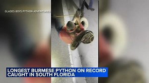 19-foot Burmese python, longest ever recorded, caught by group of friends: VIDEO