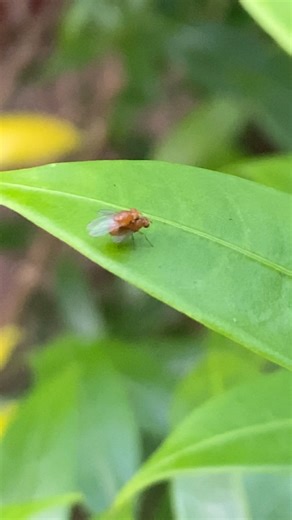 Fly reproduction 🪰🪰🪰 #nature #animals #wildlife #butterfly #reproduction #fly