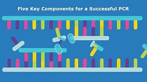 Steps of PCR and Essential PCR Components
