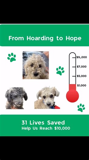 🚨 Emergency Fundraiser 🚨 We just rescued 31 dogs from a hoarding crisis. Matted, scared, and in desperate need of care, but safe at last. 💔 Now we need YOUR help to give them hope. 🐾 ✨ $25 = food for a week ✨ $50 = grooming for painful mats ✨ $100 = vet exam meds ✨ $250 = spay/neuter & vaccines ✨ $500 = full care package for 1 dog Our goal: $10,000 to cover medical, food, and supplies. Together, we can turn hoarding into hope. 💜 📲 Donate share today: Link in bio! #FromHoardingToHope #31Liv