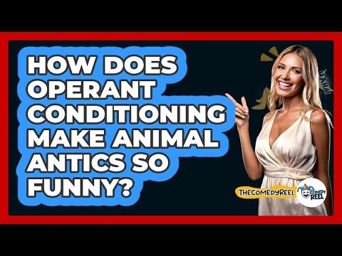 How Does Operant Conditioning Make Animal Antics So Funny? - The Comedy Reel