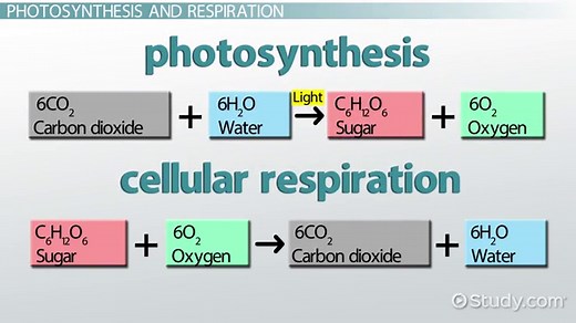Photosynthesis & Cellular Respiration | Relationship & Formula