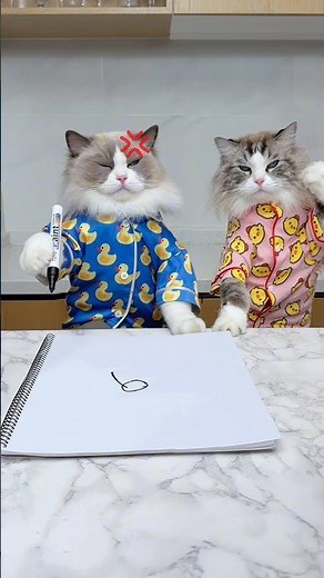 Circling in on a new friend…Ladybug:I’m out💨🚀#cat #funnycats #ladybug #pets #thatlittlepuff